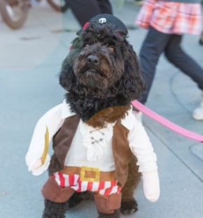 Halloween Costumed Pet Parade