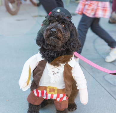 Halloween Costumed Pet Parade