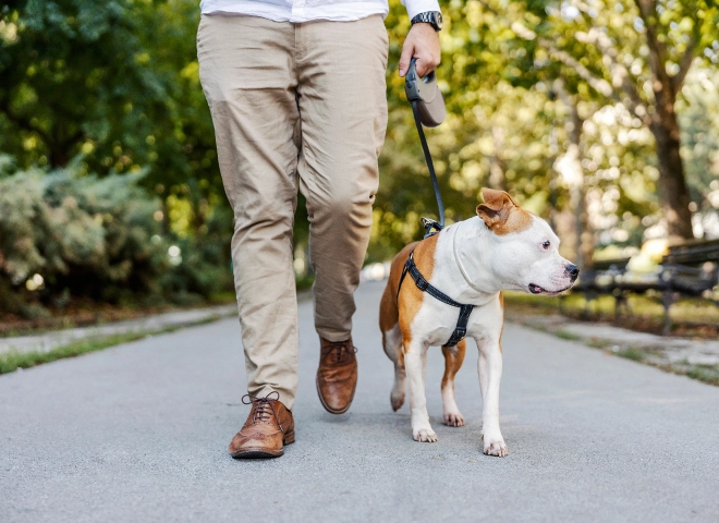 Pet-Friendly Policy
