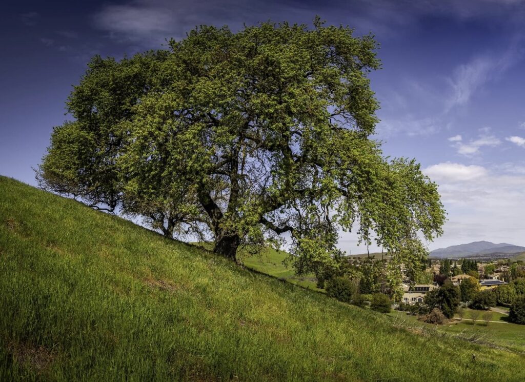 San Ramon