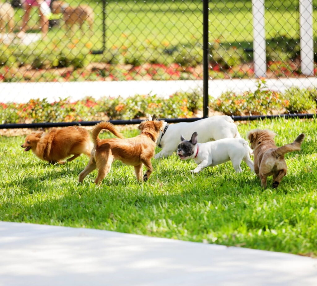 Dog Parks
