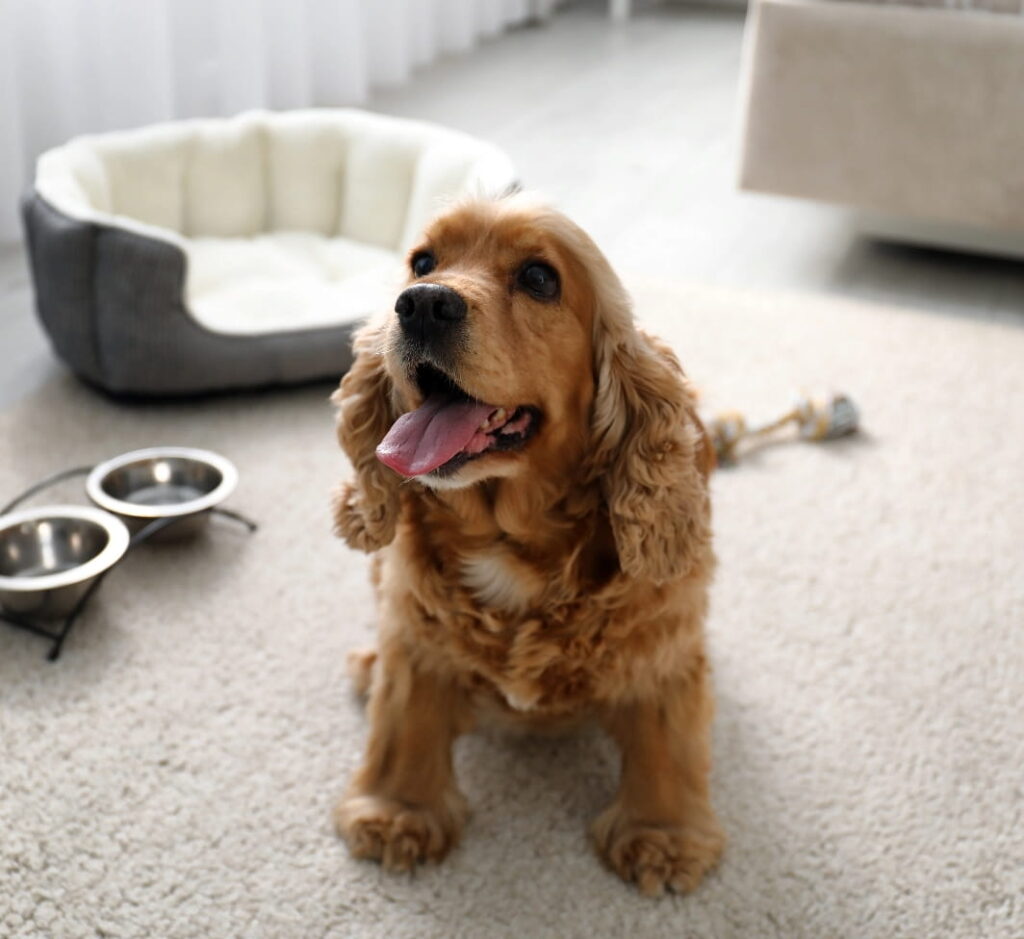 Friendly Dog