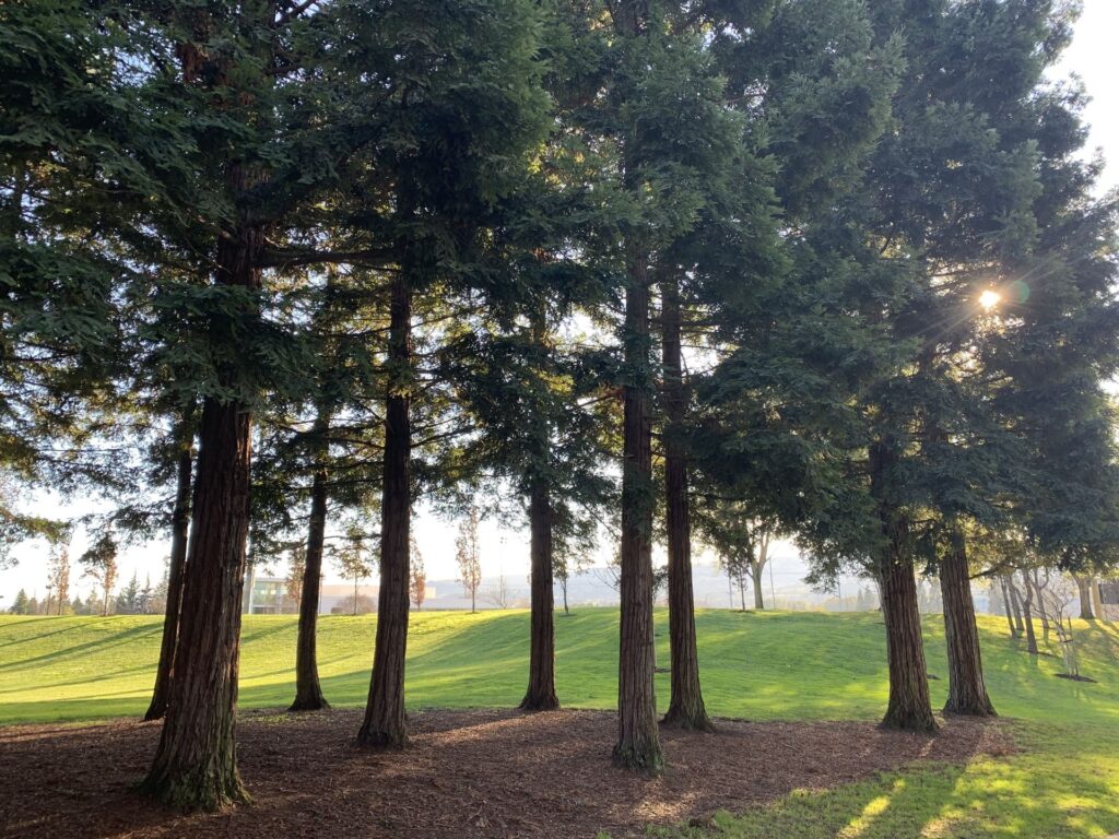 Central Park Redwoods